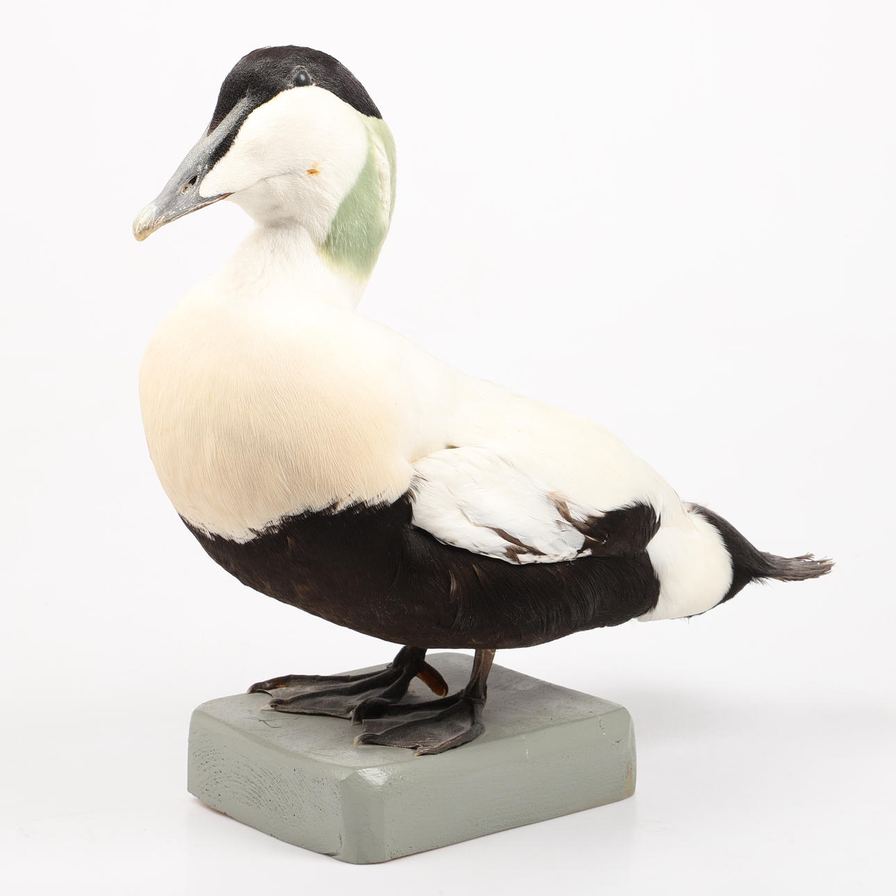 UDKULDET FUGL, edderfugl.