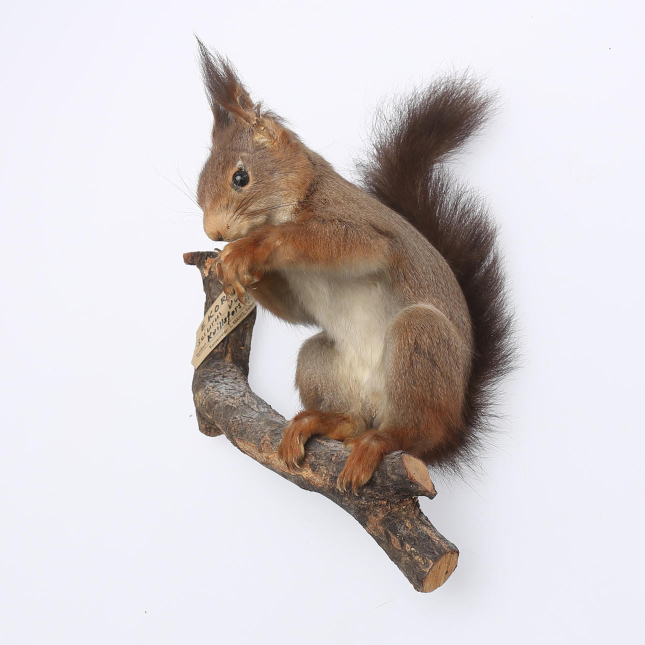 EICHHÖRNCHEN, auf Ast, ausgestopft, 1957.
