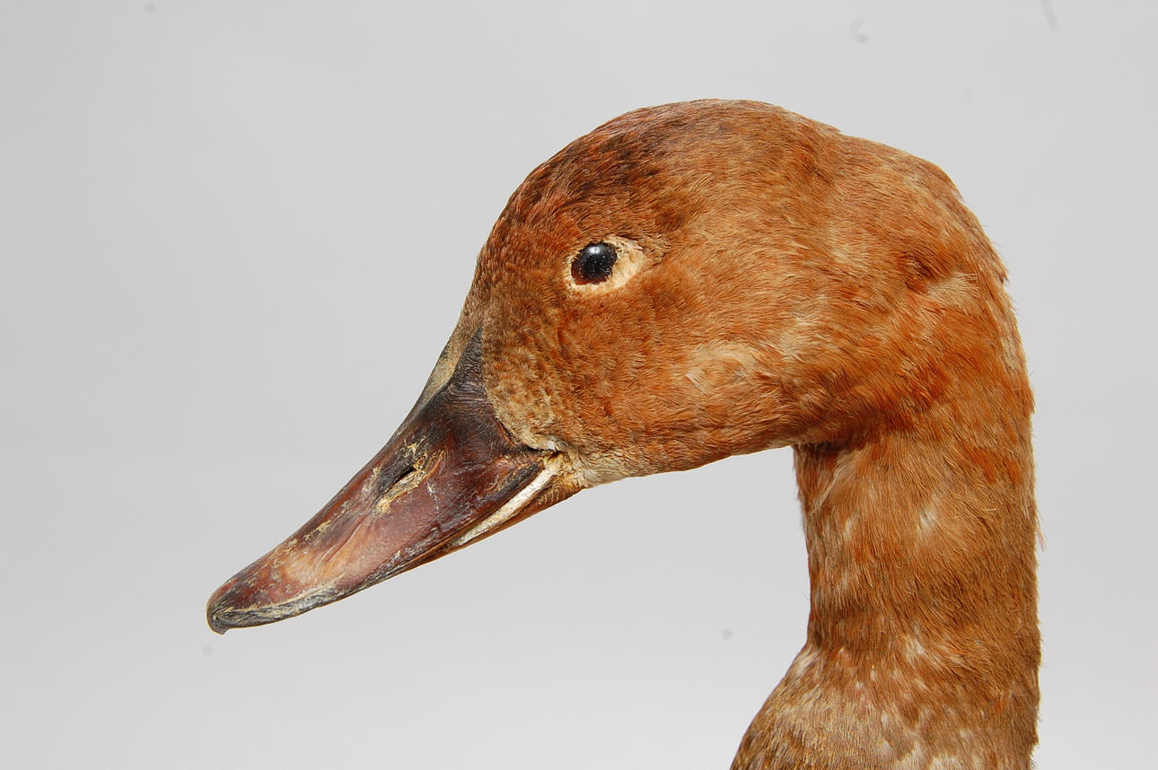 BRUNAND, uppstoppad.