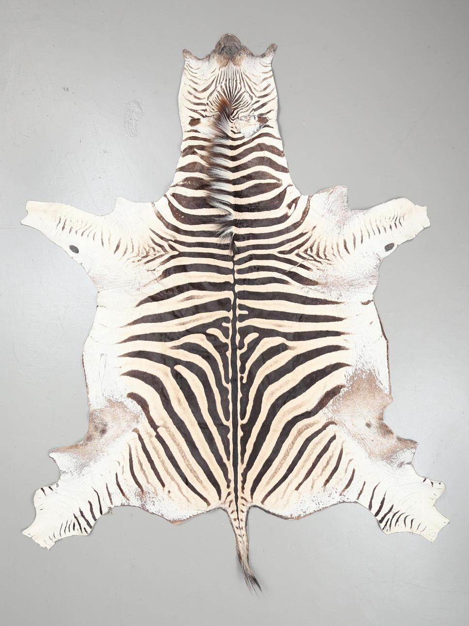 PIEL DE CEBRA "Burchell zebra", Sudáfrica.