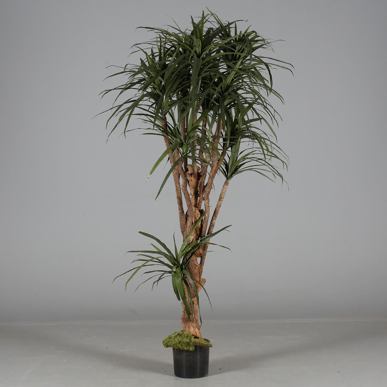 KONSTVÄXT, knotig stam, 19/2000-tal.