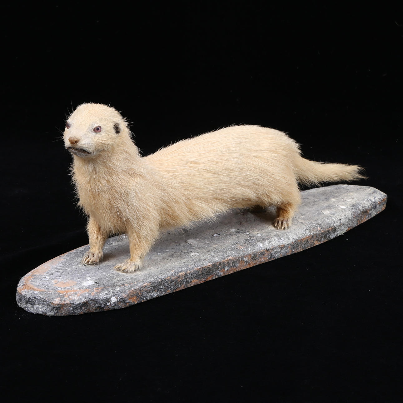 JAKTILLER, uppstoppad.