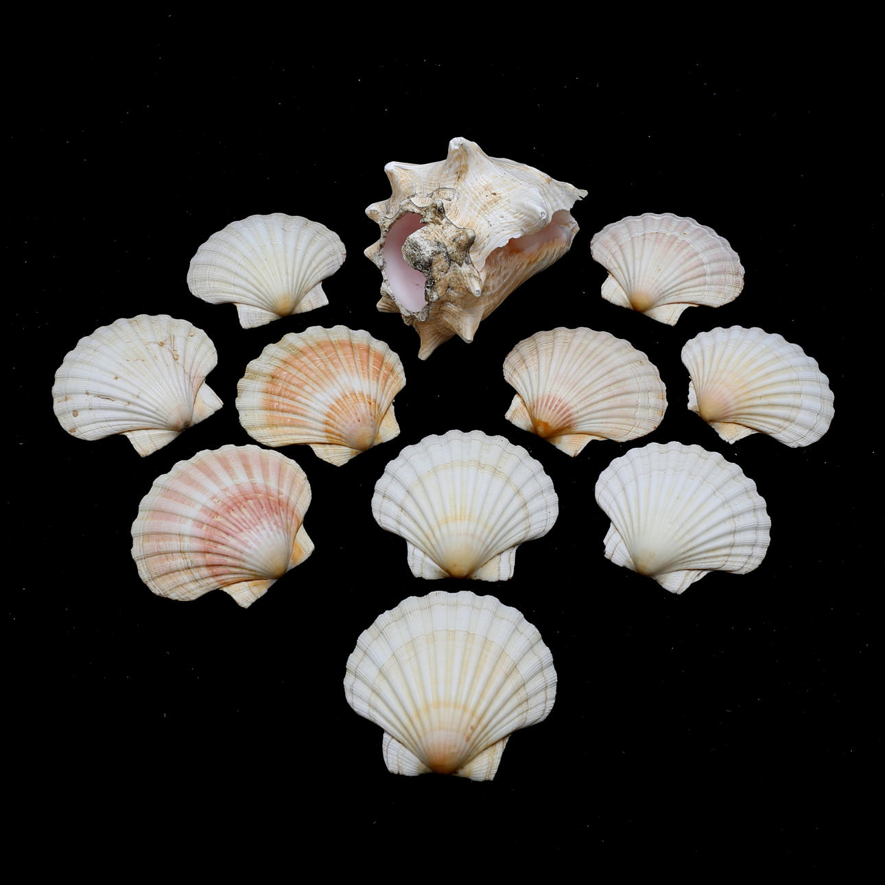 SCHNECKENSCHALE und SCHNECKE, 1900.