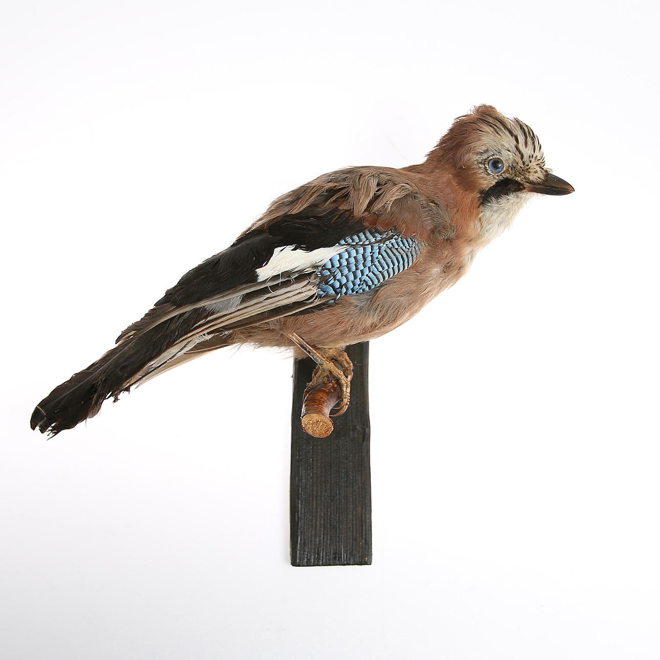 NÖTSKRIKA, uppstoppad, 1900-talets andra hälft.