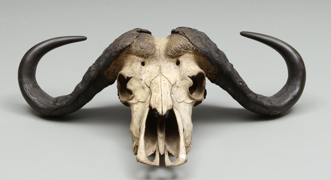 JAKTTROFÈ, vattenbuffel.