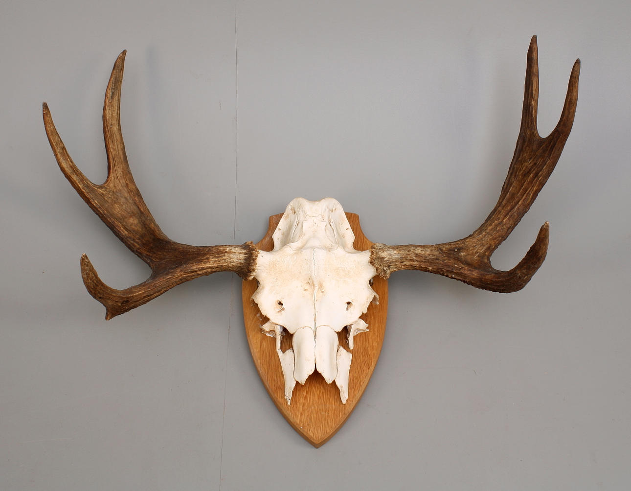 ÄLGHORN på träsköld, 6 taggar.