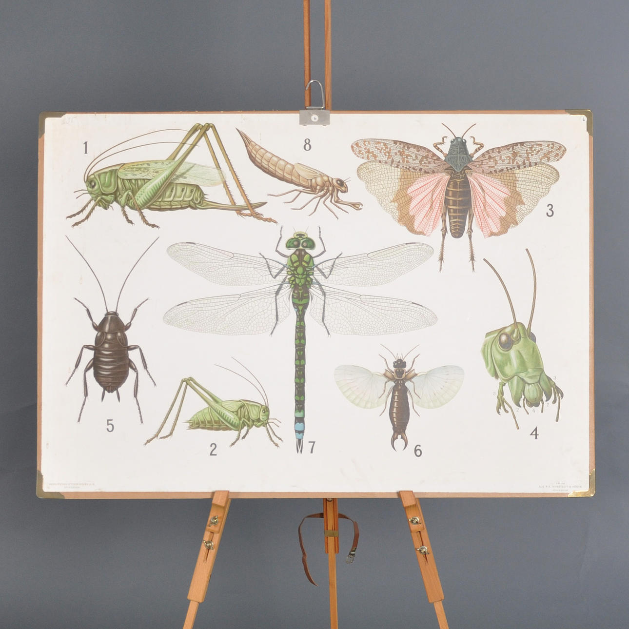 SCHOOL PLANSCH, Dos colas, alas rectas, cucaracha, libélula, 1900.