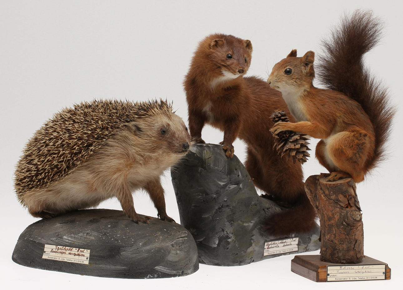 UPPSTOPPADE DJUR, 3 st., 1900-tal.