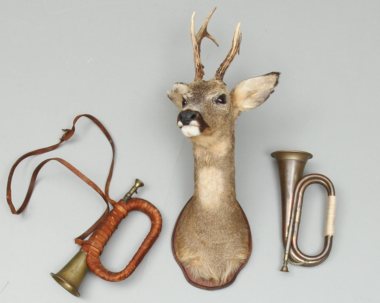 JAKTTROFÈ, JAKTHORN, 2st, 1900-tal.