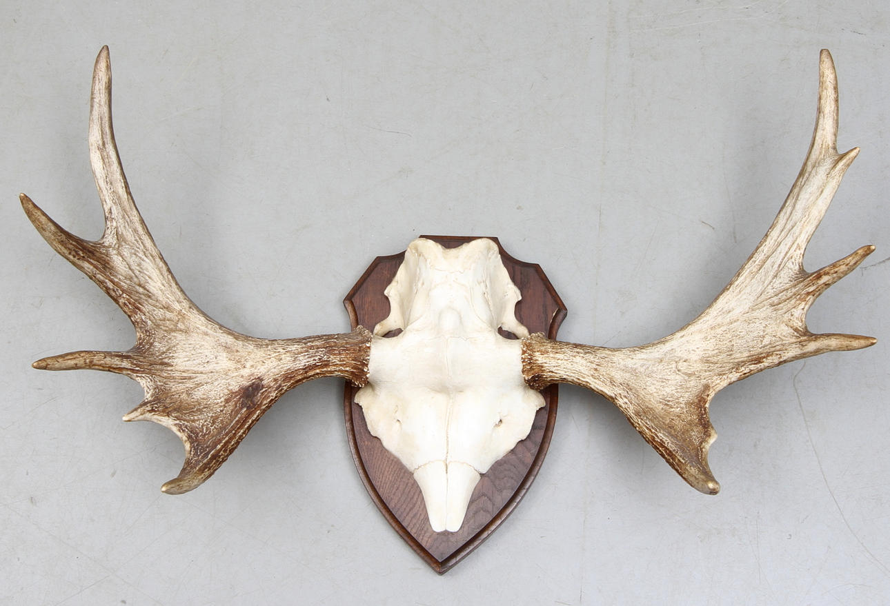 JAKTTROFÉ, älghorn,10-taggar, monterat på träsockel.