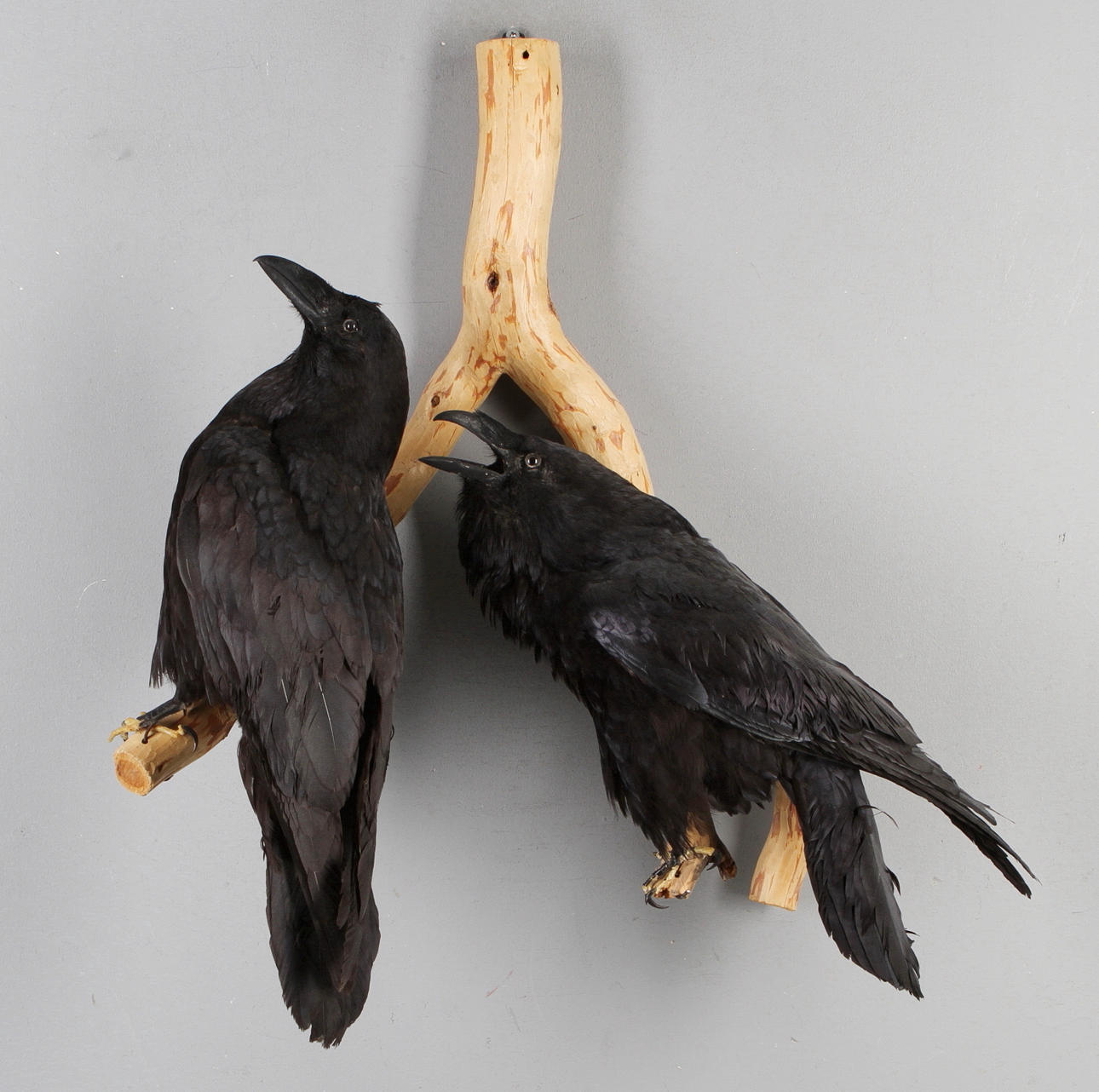 KORPAR 2 st uppstoppade monterade på trädgren.