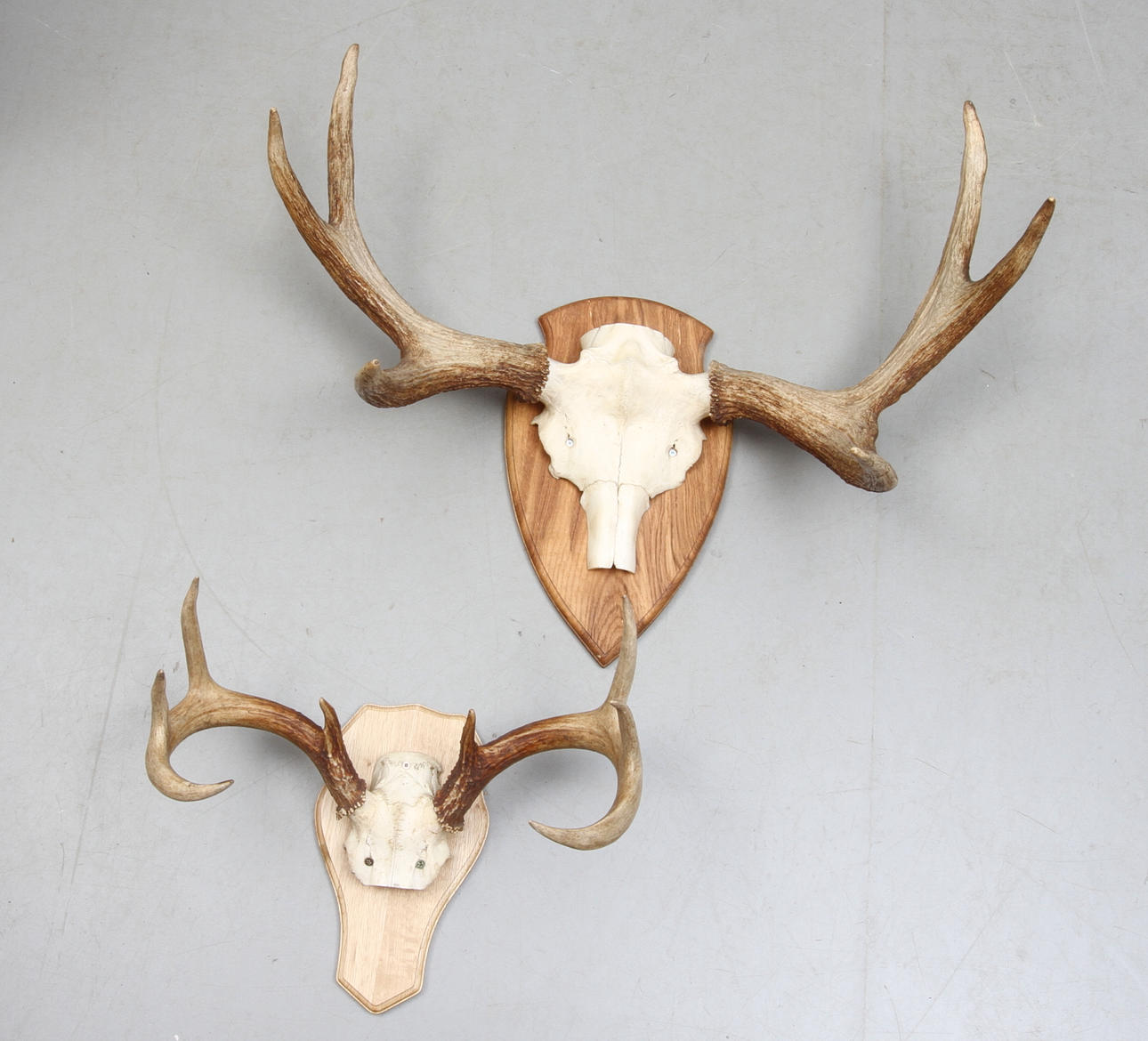 JAKTTROFÉER, 2 st, älghorn, 6- respektive 8-taggar, monterade på träsockel.