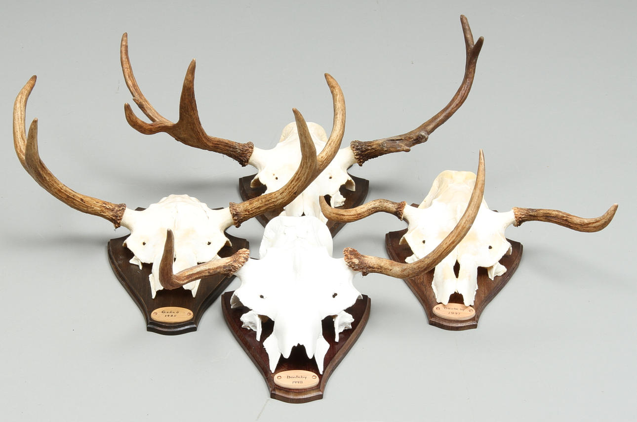 JAKTTROFÈR, 4 st, älghorn, 1900-tal.