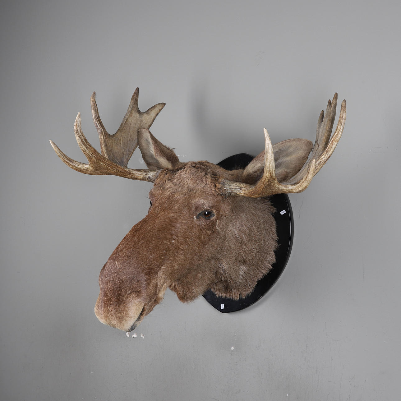 JAKTTROFÉ, älg, 10-taggar.