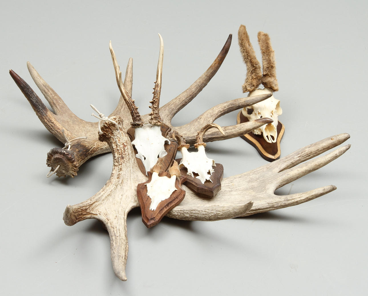 JAKTTROFÈR, 4 st, ÄLGHORN, 2 st.