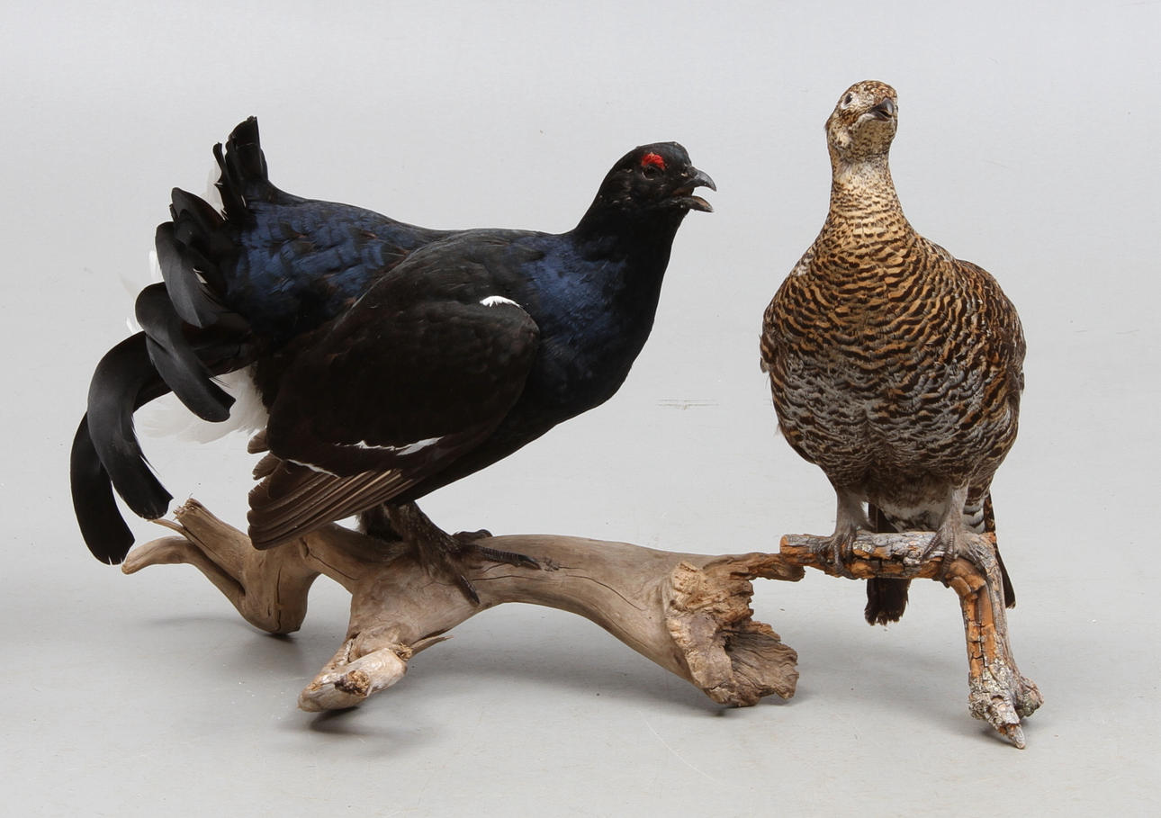 ORRAR 2 st, höna samt tupp, uppstoppade.