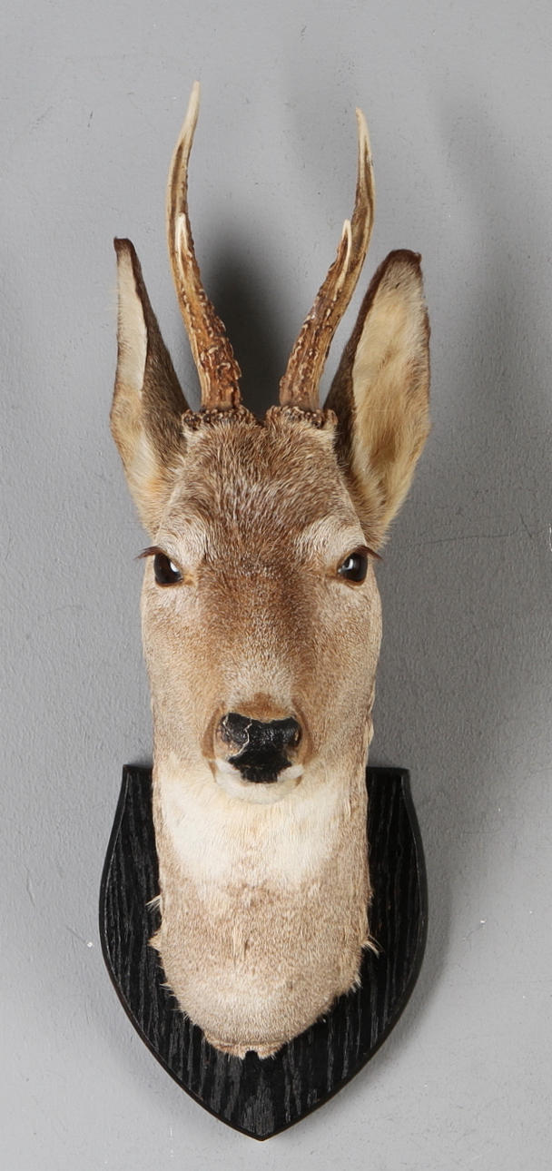 JAKTTROFÉ, Rådjurshuvud, uppstoppat, monterat på träplatta.