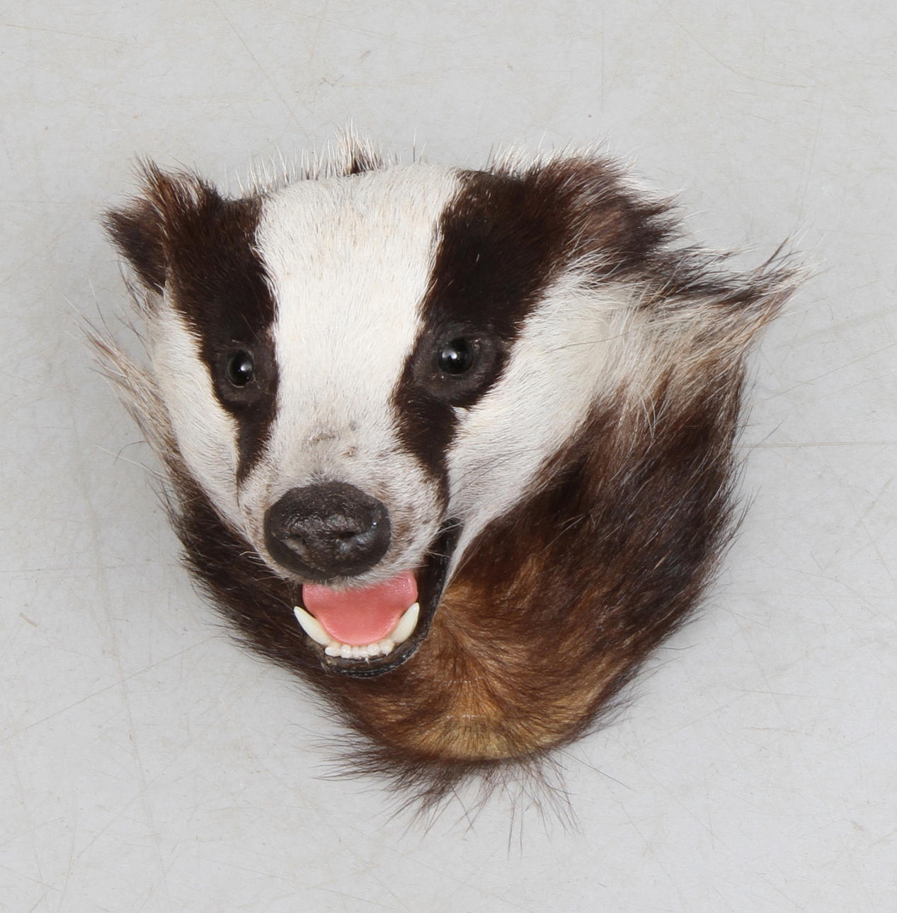 JAKTTROFÉ, grävlingshuvud, uppstoppat.