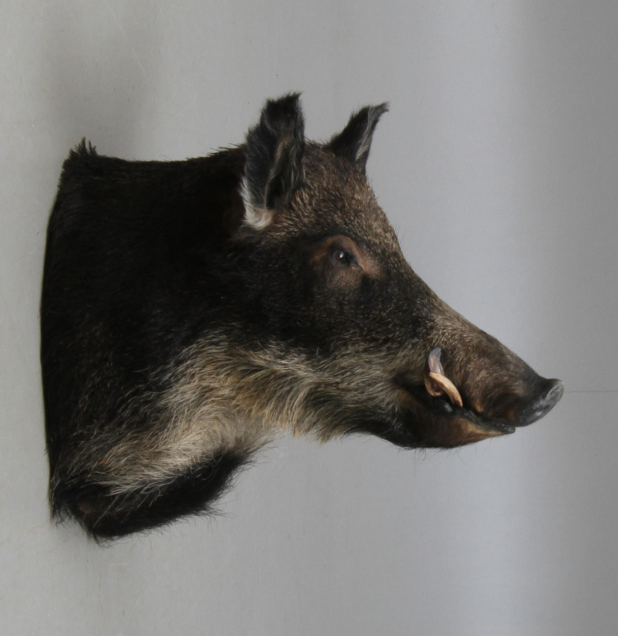 JAKTTROFÉ, vildsvinshuvud, uppstoppat.