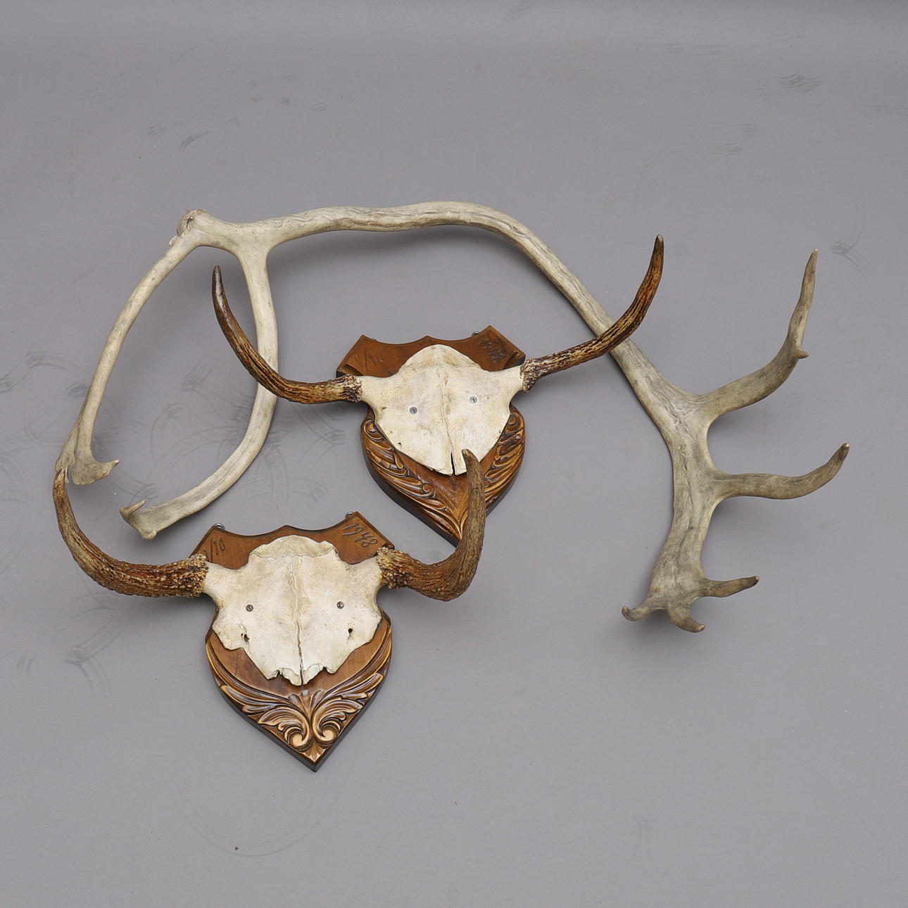 CUERNO ANIMAL, 3 uds.