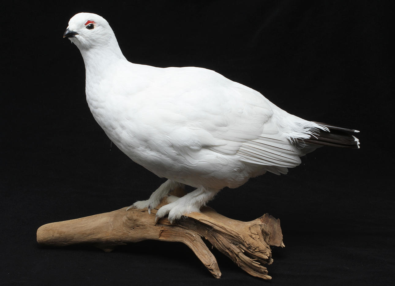 RIPA, i vinterdräkt, uppstoppad, monterad på trädgren.