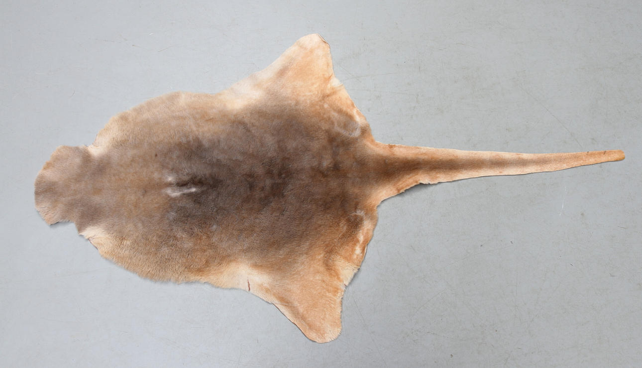 KÄNGURUSKINN 1900-talets slut.