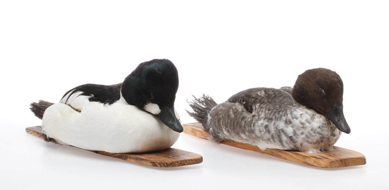 VETTAR, 2 pcs, Kniphane and kniphona, stuffed, mounted on monogram signed and dated wooden board, HJ -96 and -97 respectively.