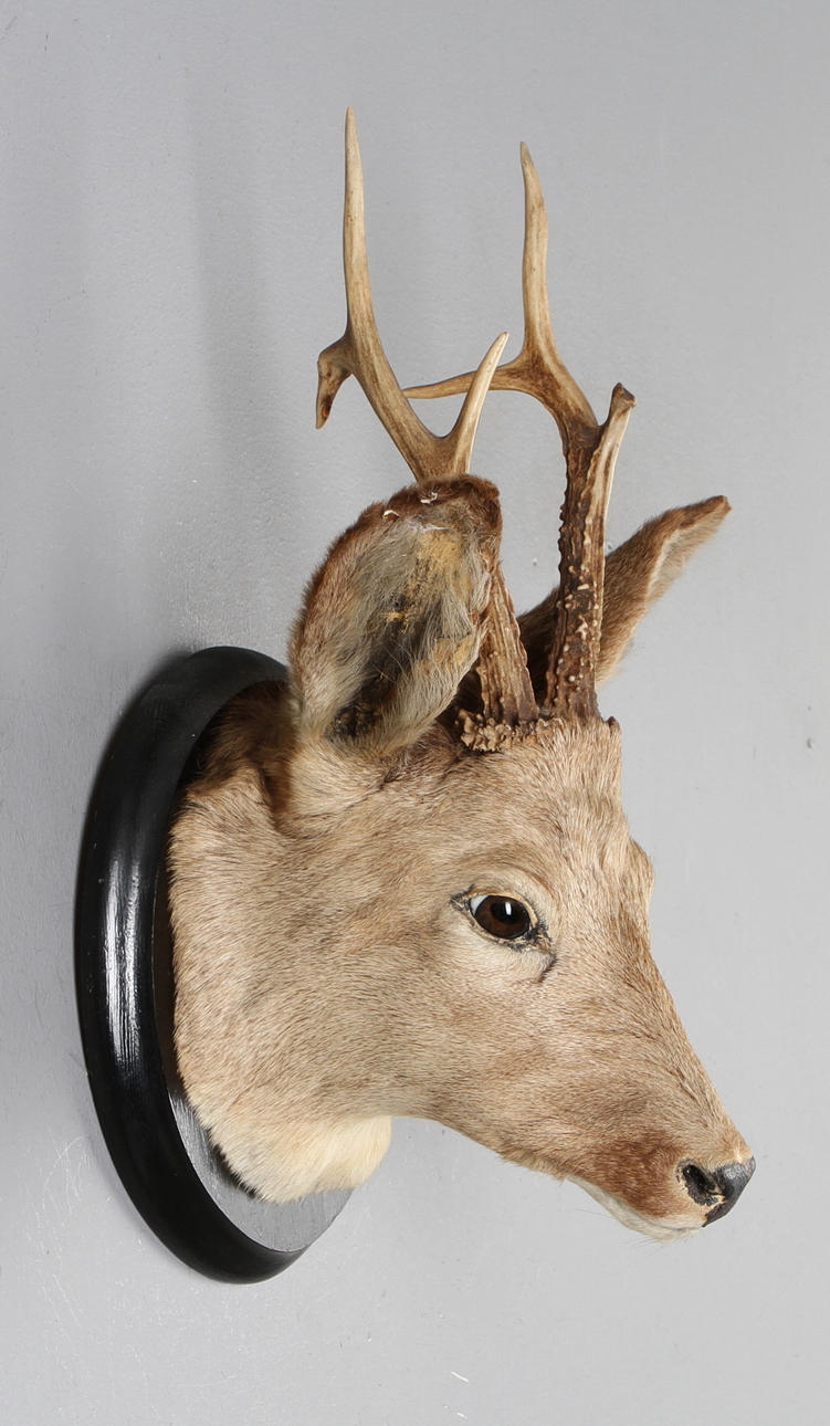 JAKTTROFÉ, Rådjurshuvud, uppstoppat, monterat på träplatta.