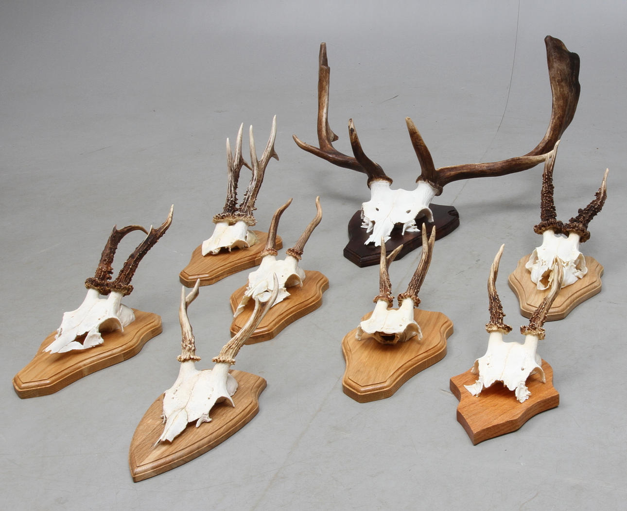 JAKTTROFÉER, 8 st, Dovhjort- samt rådjurshorn.