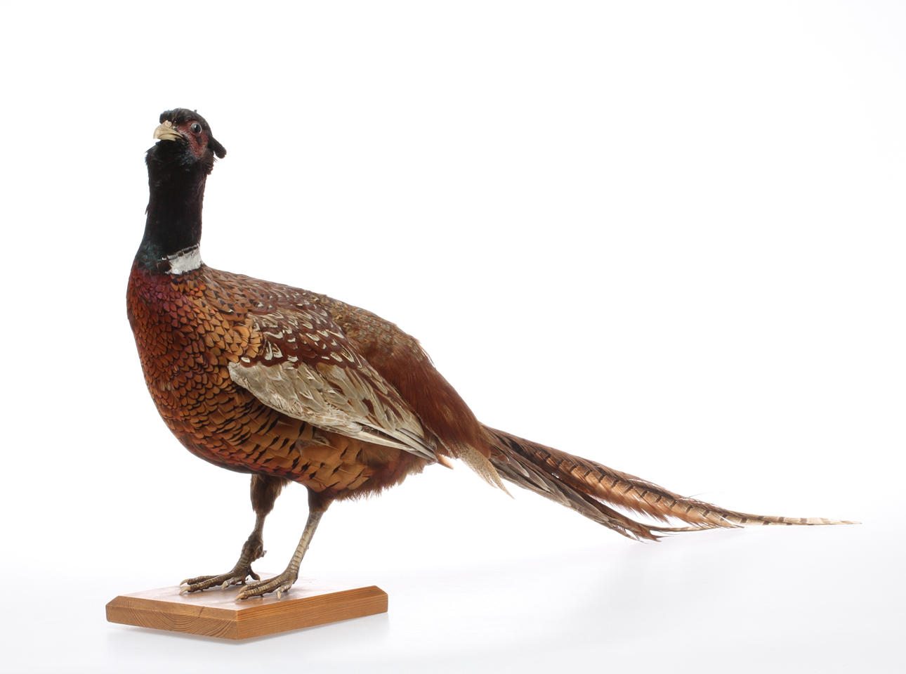 FASAN, uppstoppad, monterad på träplatta.