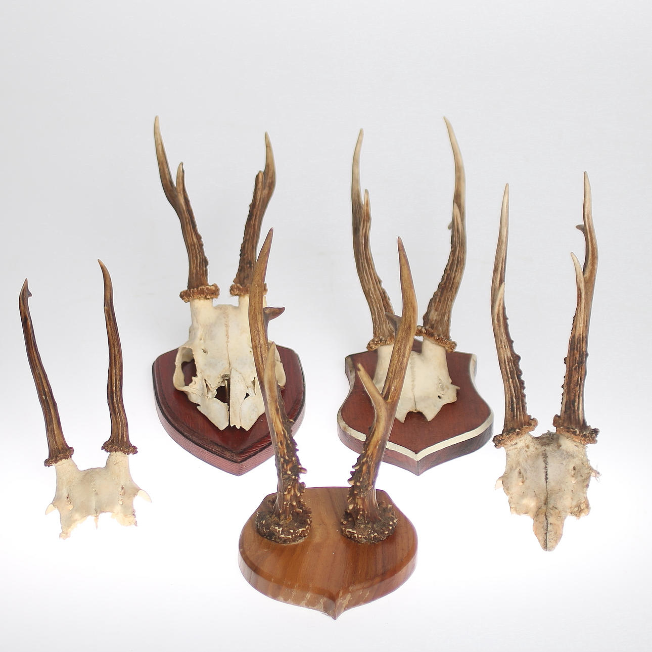JAKTTROFÉER, 5 st, Råbockshorn, 1900-tal.
