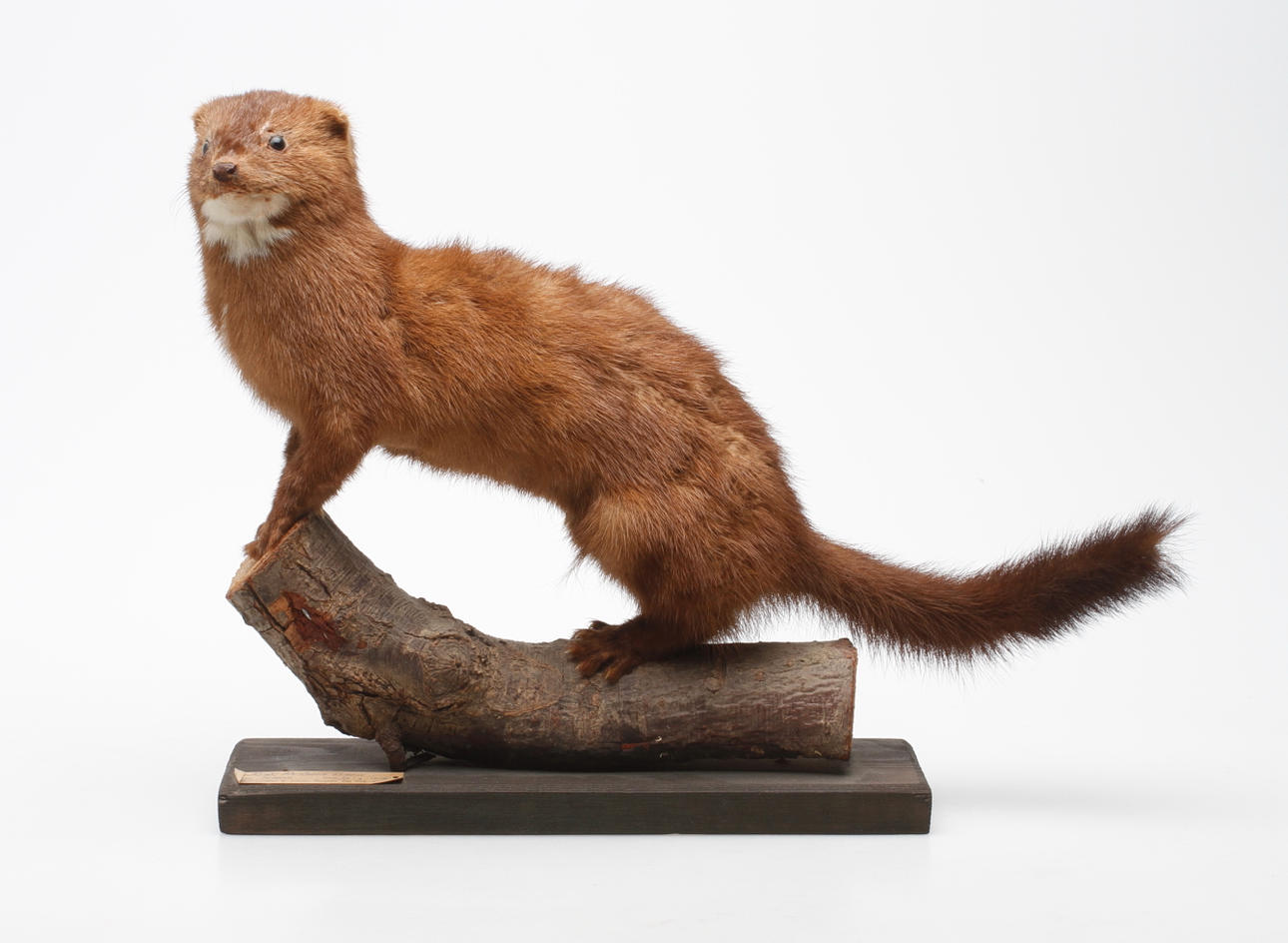 MINK, uppstoppad. Monterad på trägren.