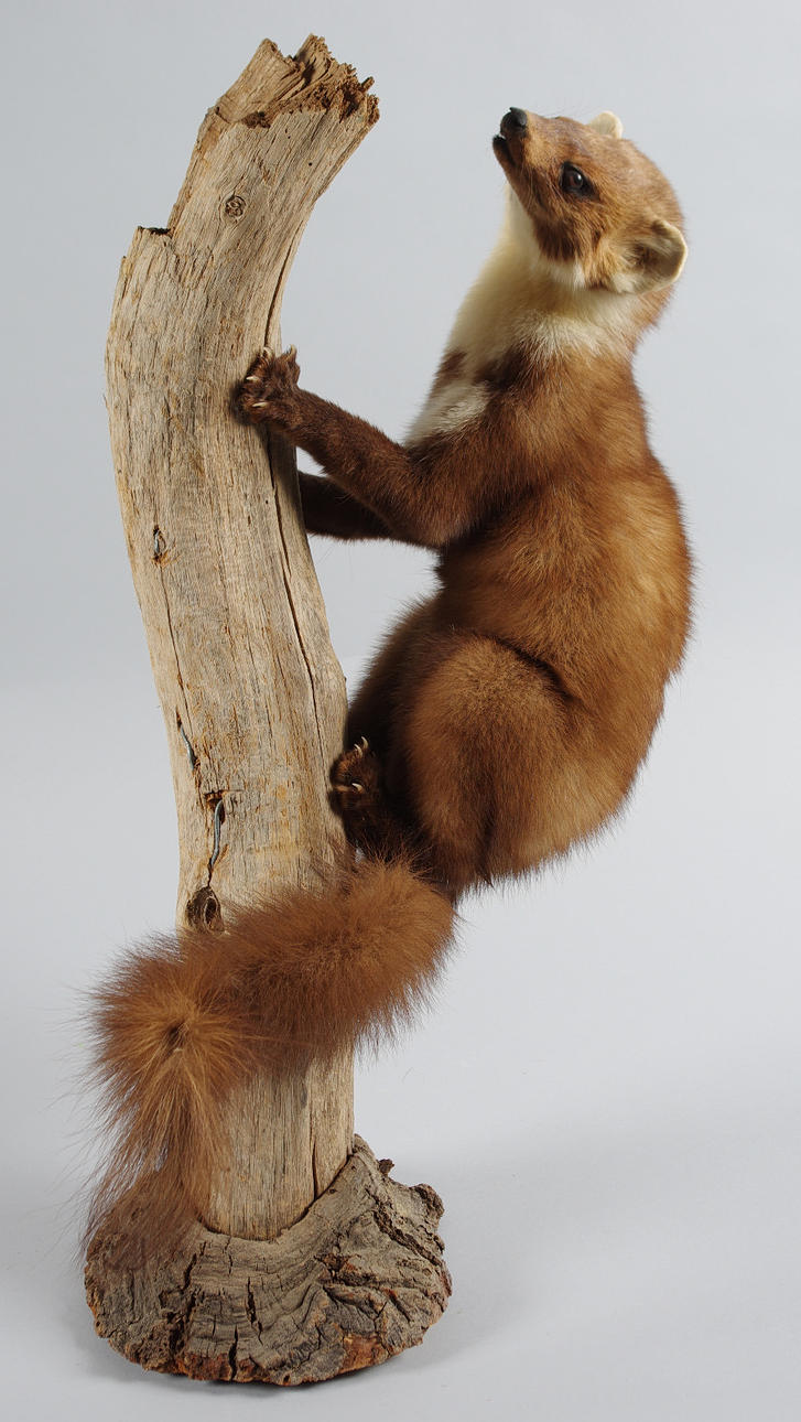 UPPSTOPPAT DJUR, mårddjur.