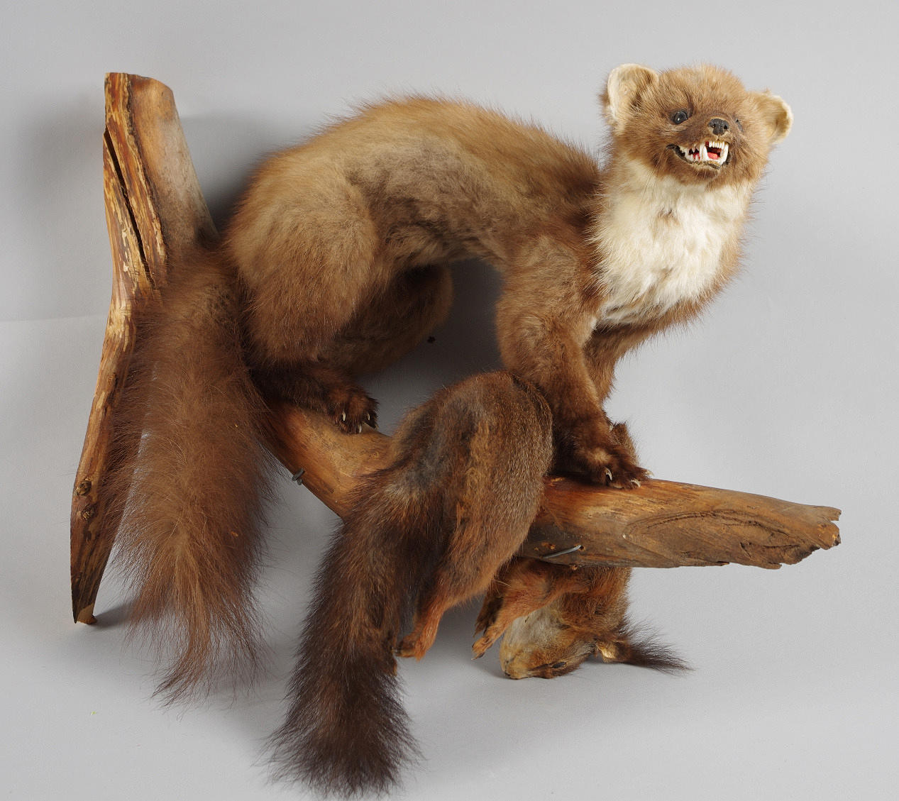 UPPSTOPPAT DJUR MED BYTE, mårddjur med ekorre.