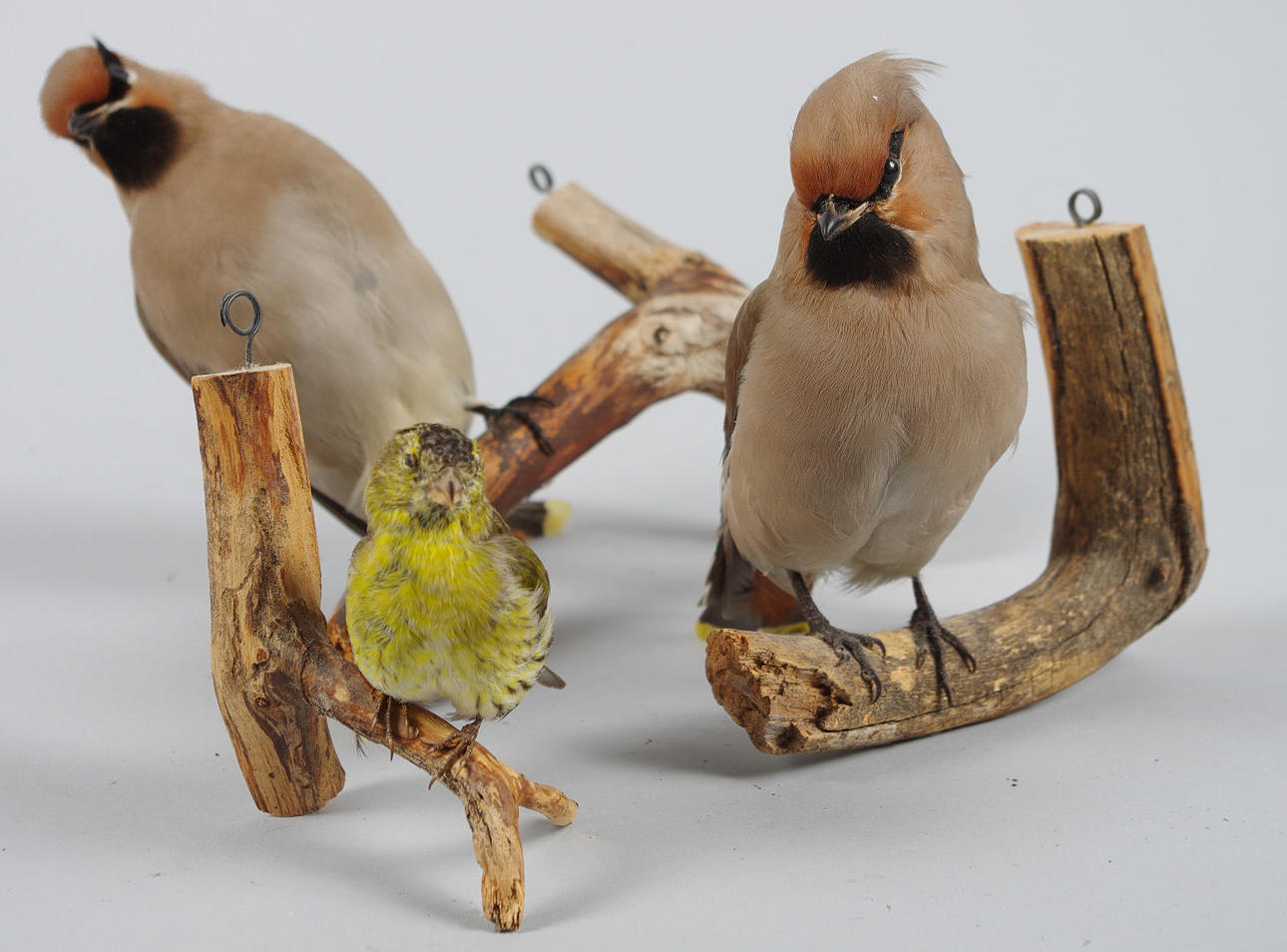 UPPSTOPPADE FÅGLAR, 3 stycken.