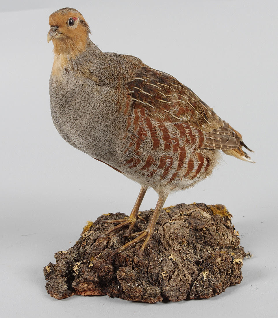 UPPSTOPPAD FÅGEL, rapphöna.