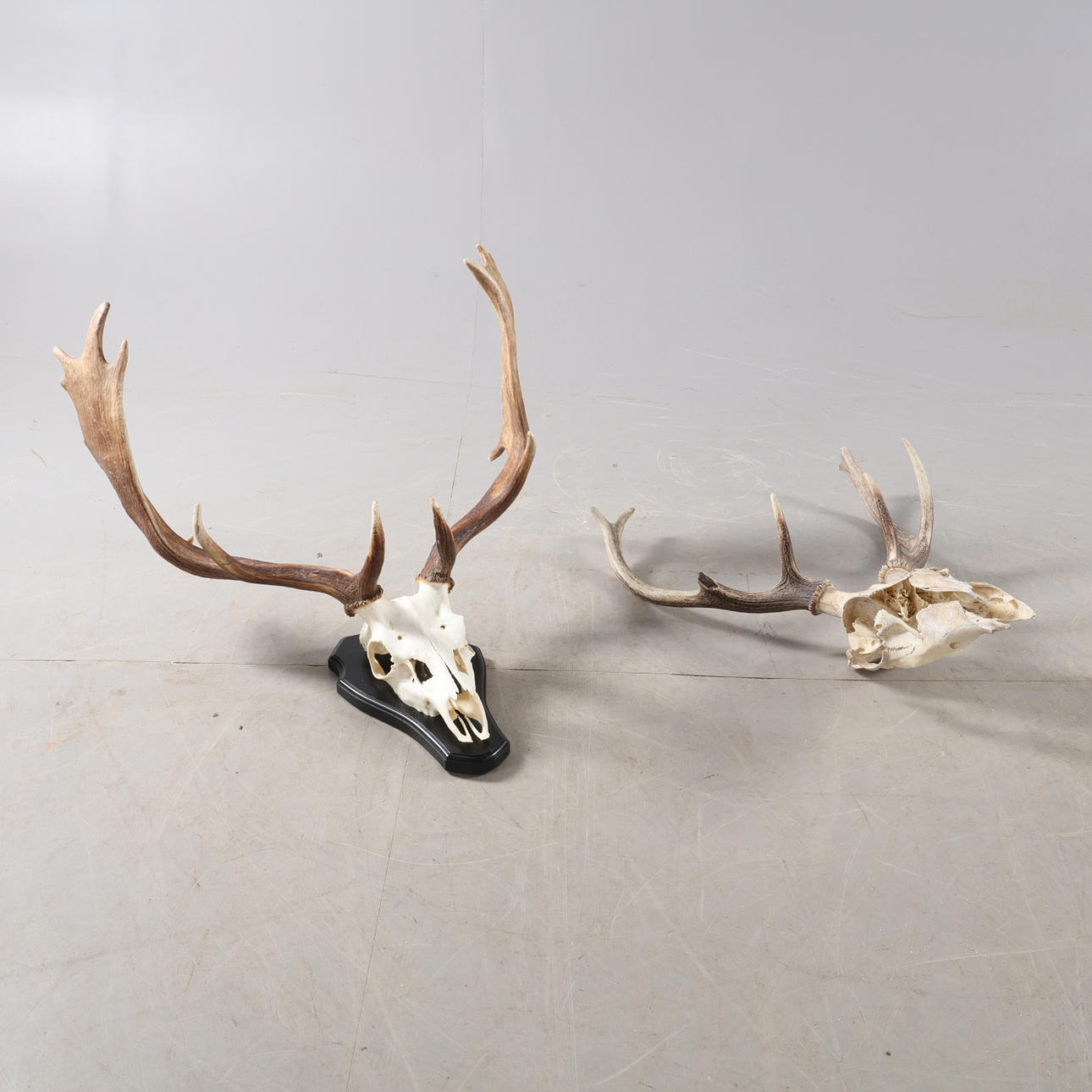 DYREHORN, 2 stk, 1900-tallet.