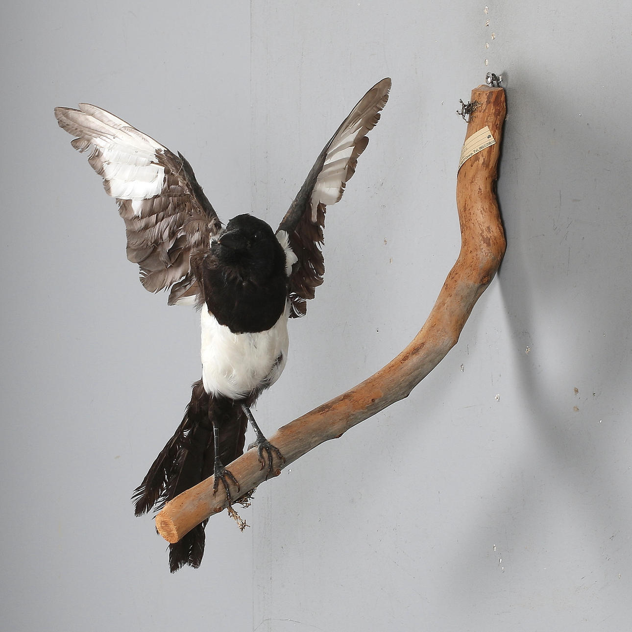 SKATA, uppstoppad, 1900-tal.