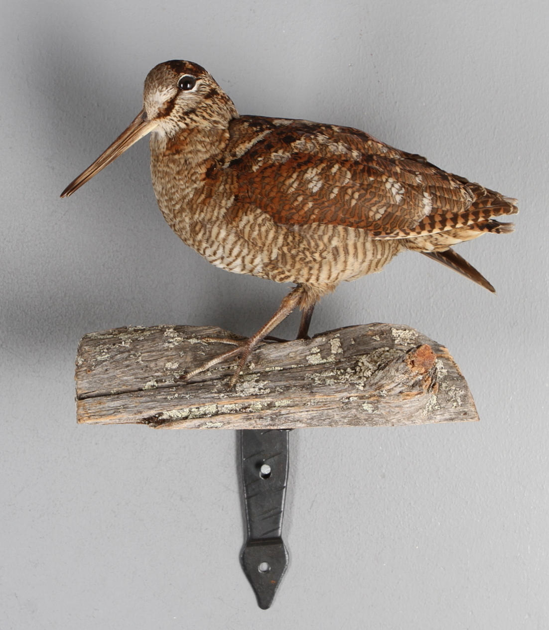 MORKULLA, uppstoppad.