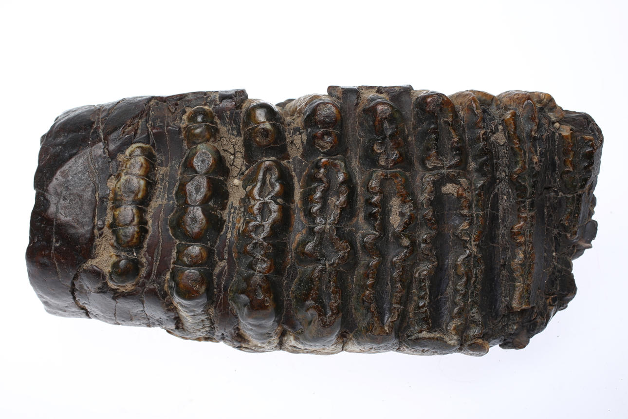 FOSSIL, Elefanttandrad.