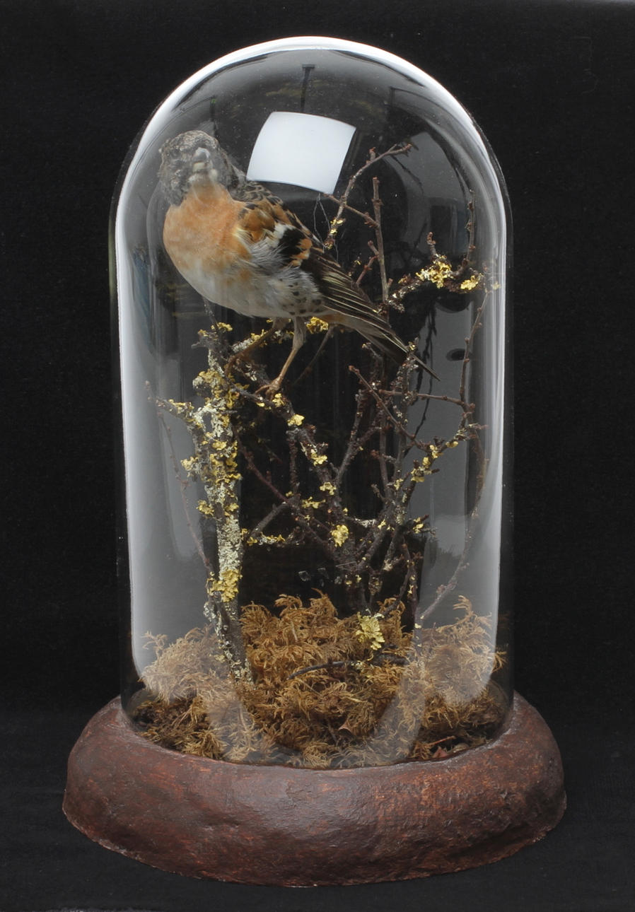 BERGFINK, uppstoppad i glaskupa.