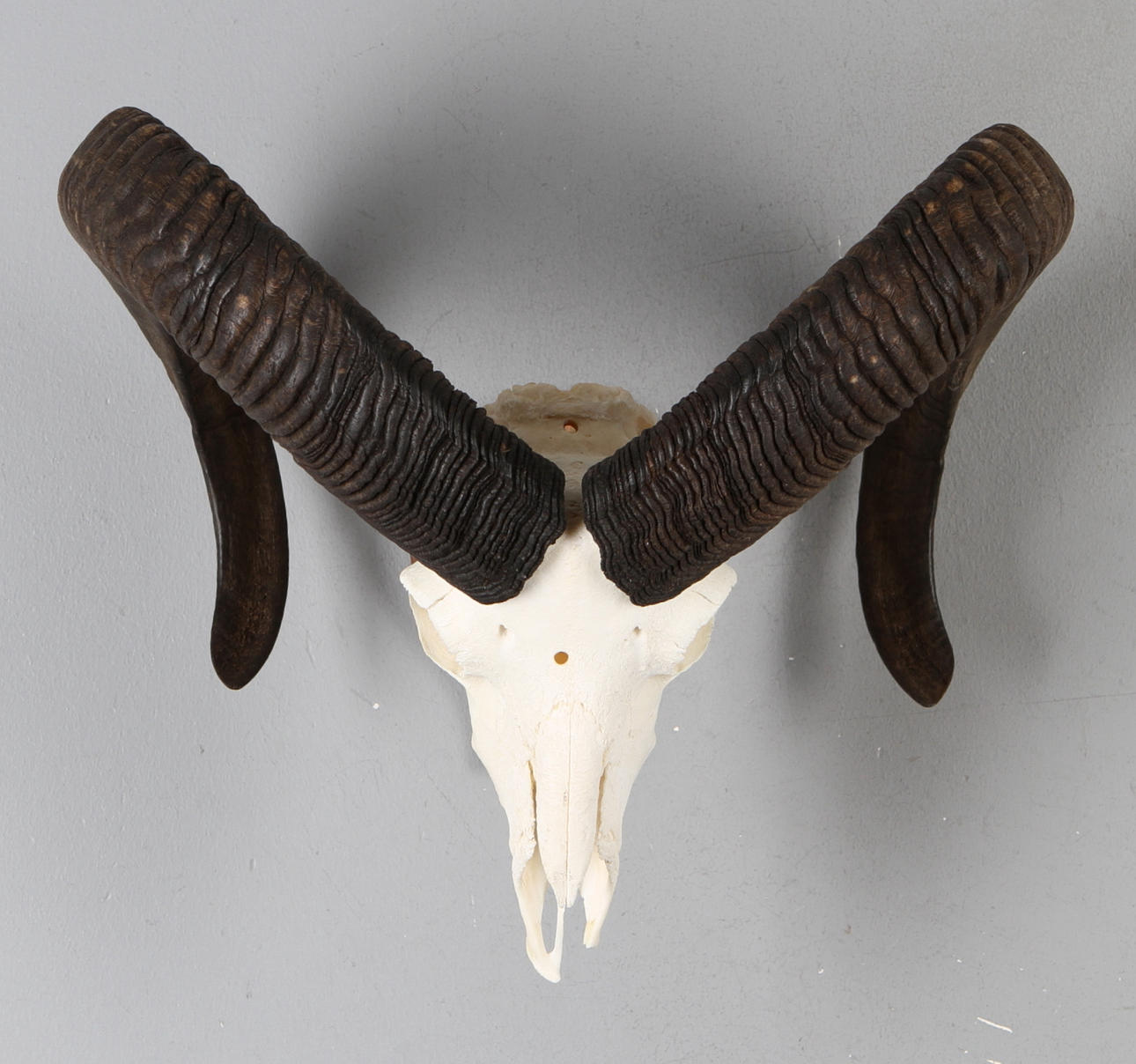 JAKTTROFÉ, Mufflonbagge.