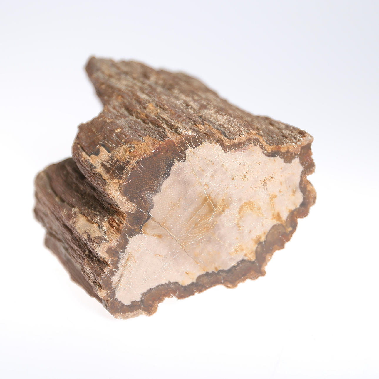 FOSSIL, förstenat trä.