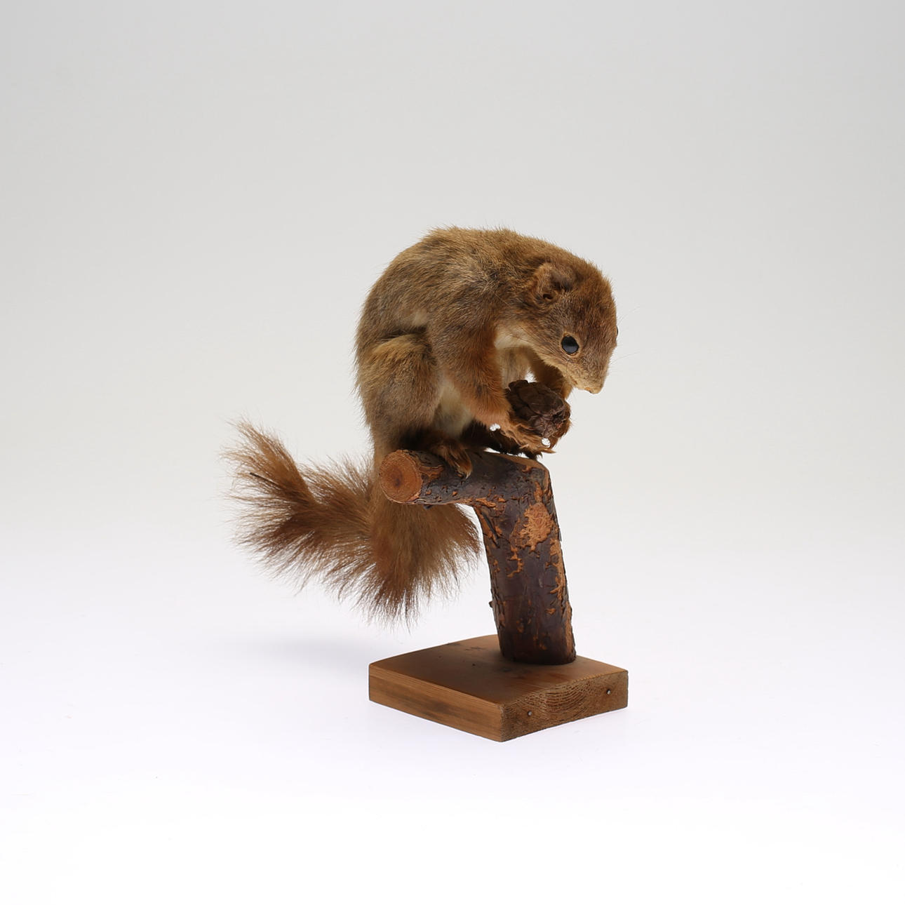 TAXIDERMI, 20th century.
