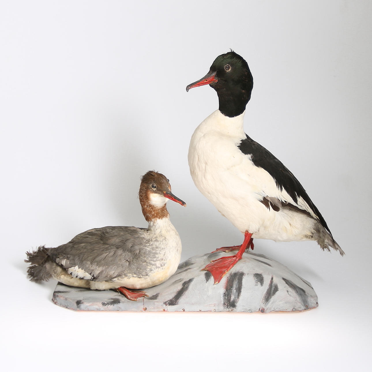 UPPSTOPPADE SJÖFÅGLAR, 1900-talest första hälft.