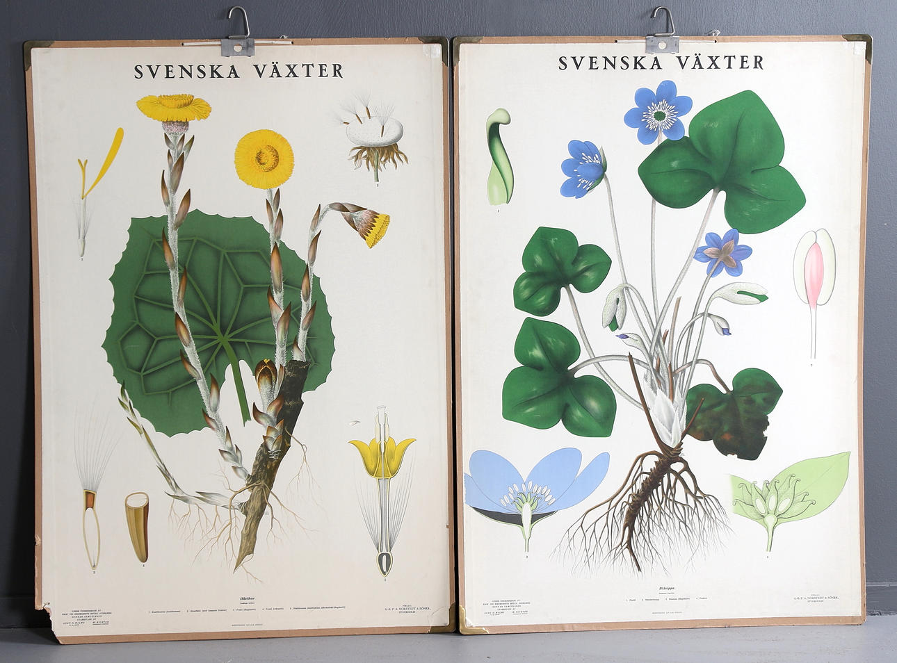 SKOLPLANSCHER, 2 st, svenska växter, 1900-talets första hälft.