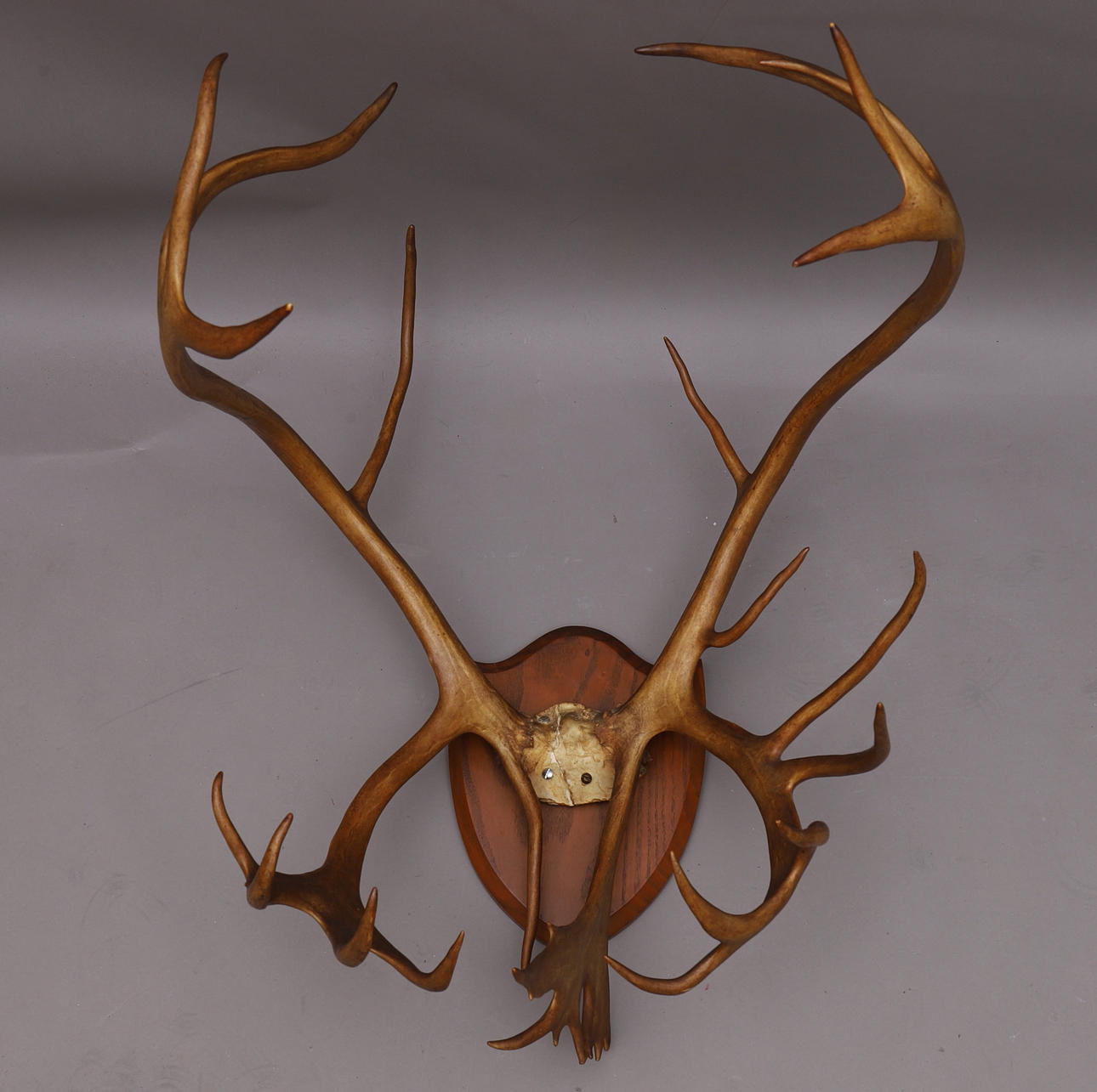 RENHORN, väggdekoration.