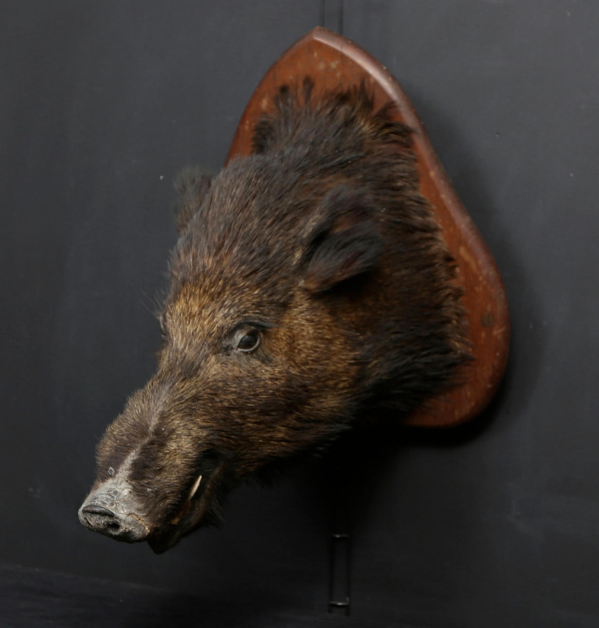 CABEZA DE JABALÍ, taxidermia.
