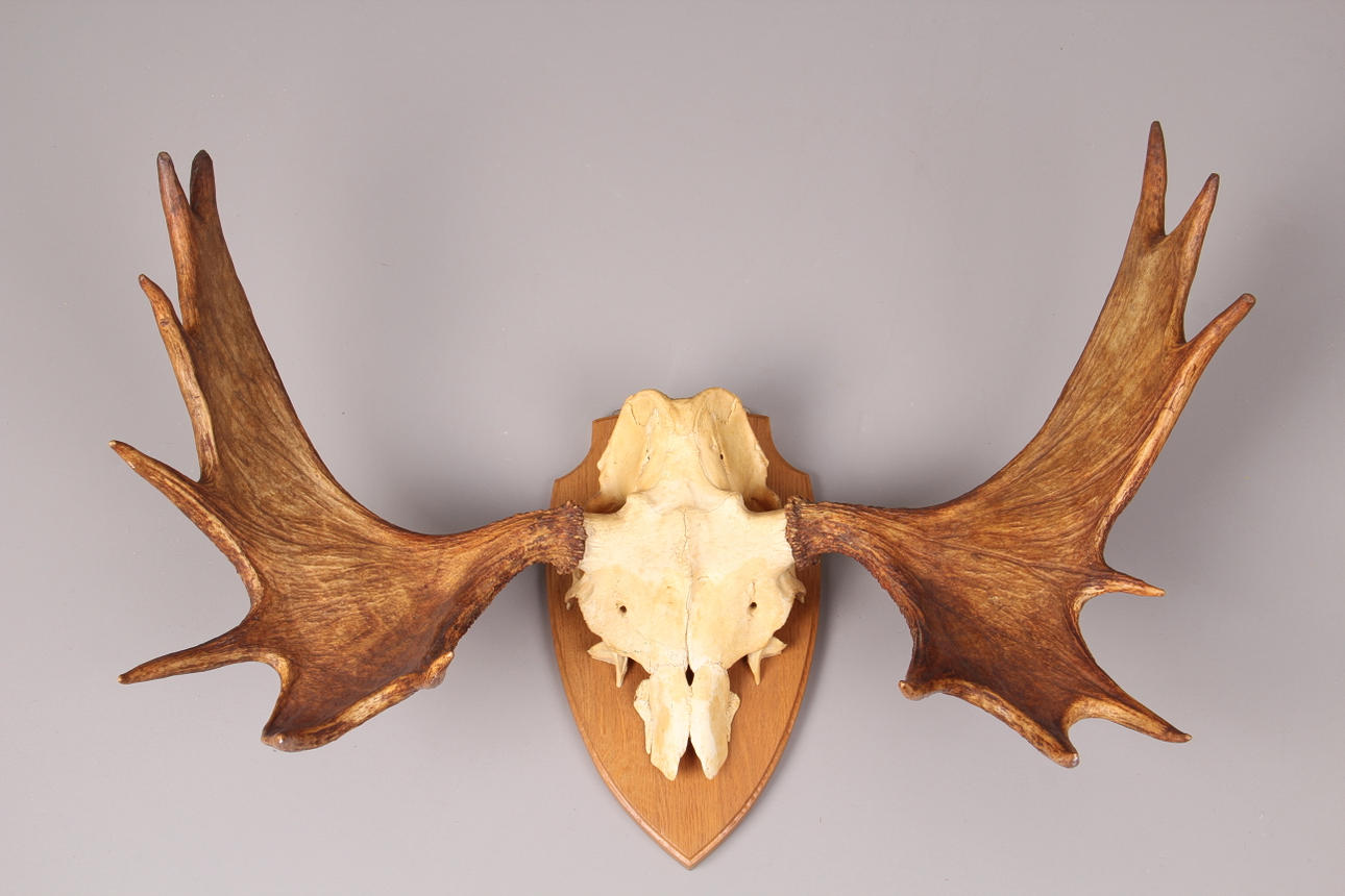 JAKTTROFE, Älghorn, 14 taggar, Hälsingland, 1978.