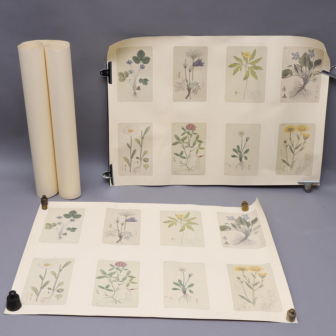 POSTERS, 3 pcs, Swedish Botany.